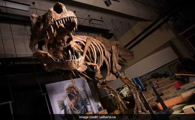 Study Sheds New Light On T. Rex, Most Famous Of All Dinosaurs