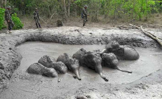 Baby Elephants, Trapped In Muddy Pit For Days In Thailand, Rescued