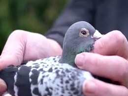 9 करोड़ से ज्यादा में बिका ये एक कबूतर, नीलामी में लगी खरीदारों की भीड़, जानिए क्या है इसमें खास 9 करोड़ से ज्यादा में बिका ये एक कबूतर, नीलामी में लगी खरीदारों की भीड़, जानिए क्या है इसमें खास