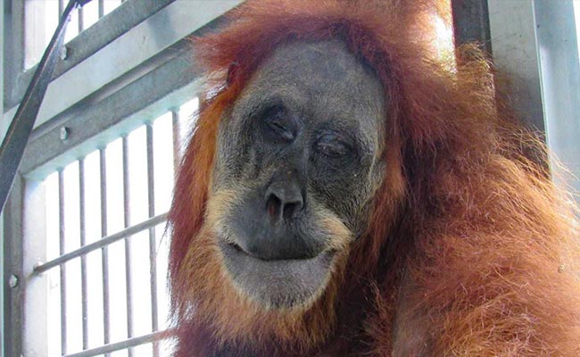 Orangutan Shot With 74 Airgun Pellets In Indonesia Recovers