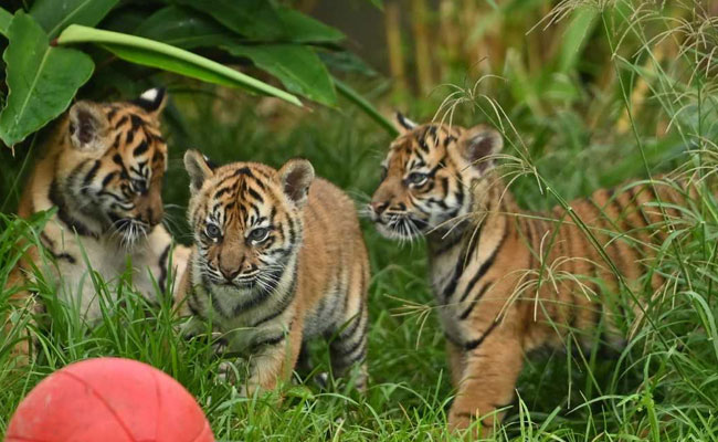Rare Sumatran Tiger Cubs Make Public Debut At Sydney Zoo