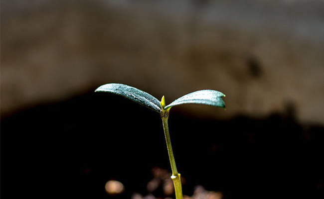Plant 5 Saplings, Arrest Warrant Will Be Cancelled: Court To Rape Accused