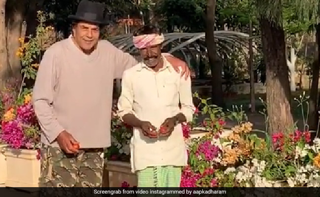 धर्मेंद्र खेत से लेकर आए दो बाल्टी टमाटर, फिर मिलवाया अपने 'हीरो' से... - देखें Video