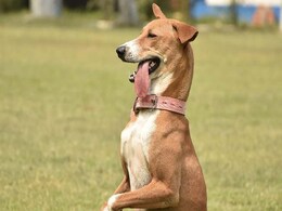 Kolkata Stray Outperforms Peers, Becomes Top Dog In Elite Sniffer Squad Kolkata Stray Outperforms Peers, Becomes Top Dog In Elite Sniffer Squad