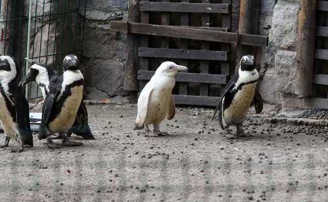 Rare All-White Penguin Makes Appearance At Zoo