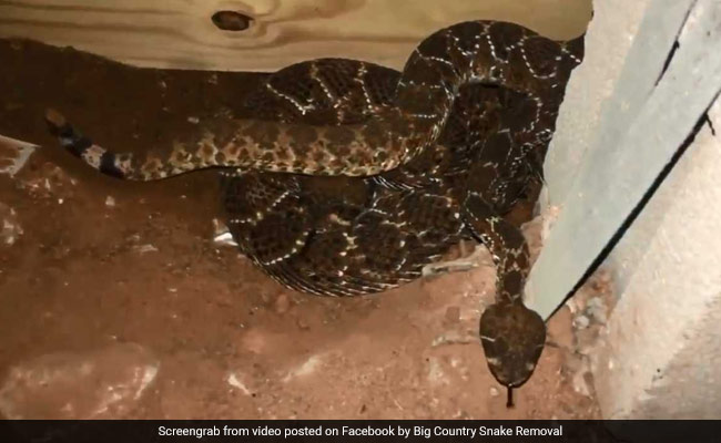 Man Finds 45 Venomous Rattlesnakes Under House. A Million Views For Video