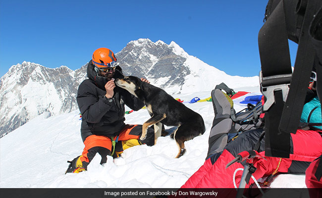 Stray Dog Scales Himalayan Mountain After Befriending Expedition Team
