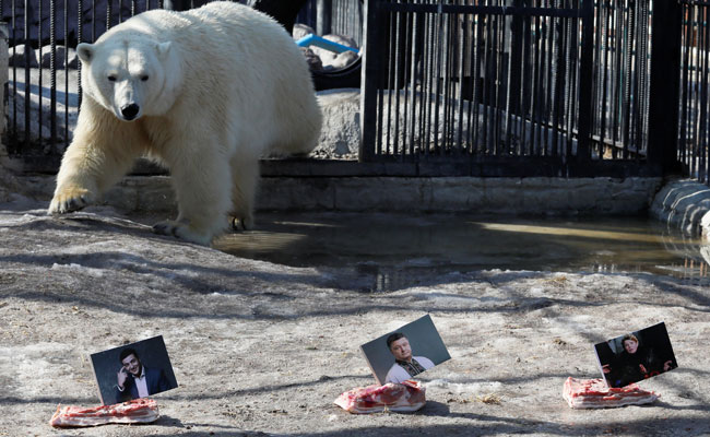 Bears In Russian Zoo Become 'Poll Pundits', Predict Ukrainian Election