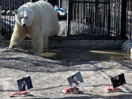 Bears In Russian Zoo Become 'Poll Pundits', Predict Ukrainian Election Bears In Russian Zoo Become 'Poll Pundits', Predict Ukrainian Election