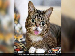 Scientists Discover What Makes Celebrity Cat With 2 Million Fans So 'Magical' Scientists Discover What Makes Celebrity Cat With 2 Million Fans So 'Magical'