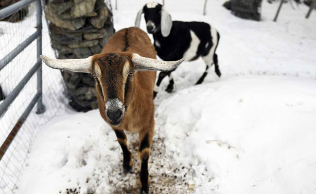 With 13 Votes Over Dogs And Cats, US Town Elects Lincoln A Goat As Mayor