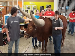 Store's "All Leashed Pets Welcome" Policy Tested By An African Watusi Store's "All Leashed Pets Welcome" Policy Tested By An African Watusi