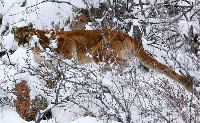 Mountain Lion Strangled By Jogger In US Turns Out To Be Cougar Cub