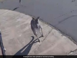 कंगारू ने शख्स पर बरसाए मुक्के, पैराग्लाइडर से उतर गया था उनके इलाके में, देखें VIDEO कंगारू ने शख्स पर बरसाए मुक्के, पैराग्लाइडर से उतर गया था उनके इलाके में, देखें VIDEO