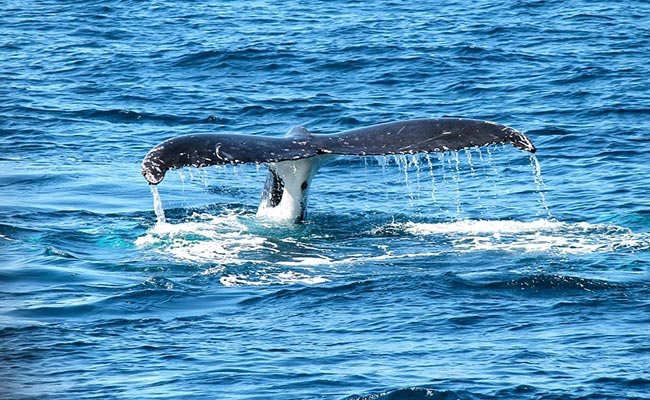 At Least 87 Injured After Ferry Collides With "Marine Creature" In Japan