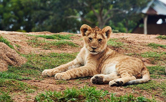 Lioness Gives Birth To 2 Cubs In UP's Etawah Lion Safari, 1 Stillborn