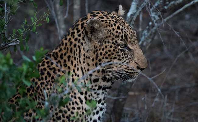 Another Leopard Carcass Found In UP Village, Fourth In A Month