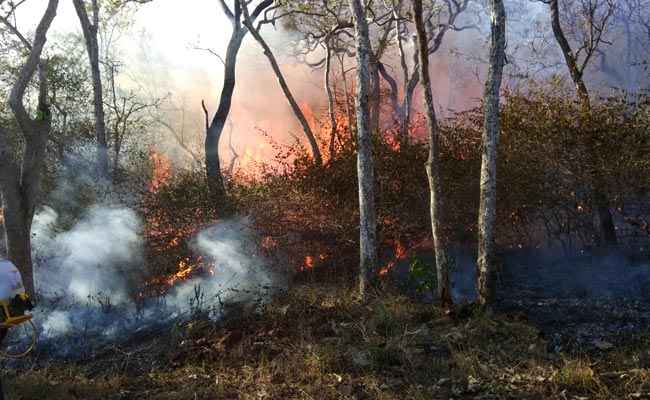 2 Villagers Arrested For Allegedly Lighting Bandipur Tiger Reserve Fire