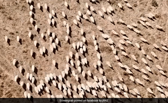 Drones That Bark Like Dogs Now Being Used To Herd Sheep In New Zealand