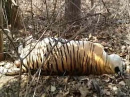 12-Year-Old Tiger Killed, Eaten By Another At Kanha Tiger Reserve 12-Year-Old Tiger Killed, Eaten By Another At Kanha Tiger Reserve