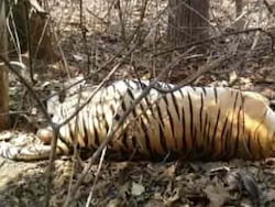 Madhya Pradesh&#039;s Kanha Tiger Reserve Loses 1 Tiger, 2 Female Cubs In 24 Hours