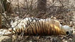 Madhya Pradesh's Kanha Tiger Reserve Loses 1 Tiger, 2 Female Cubs In 24 Hours