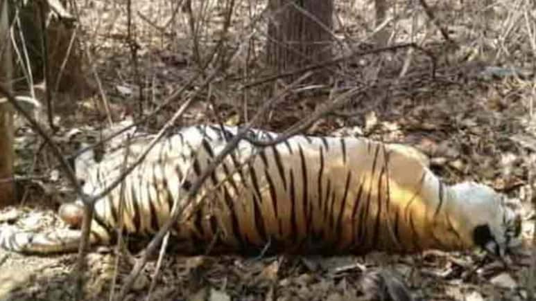 Madhya Pradesh's Kanha Tiger Reserve Loses 1 Tiger, 2 Female Cubs In 24 Hours