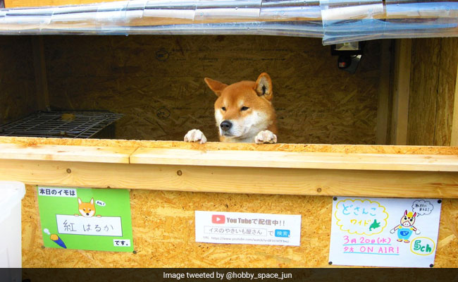 Viral: Meet The Adorable Dog Who Runs His Own Sweet Potato Stall In Japan