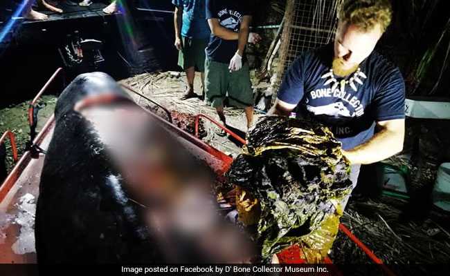 This Dead Whale's Stomach Had 88 Pounds Of Calcifying Trash
