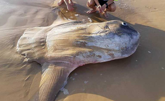 Boulder-Sized Sunfish Washes Ashore In Australia