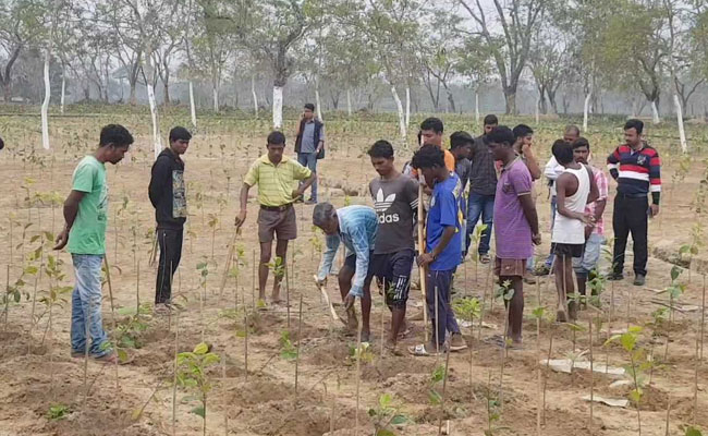 Assam Liquor Tragedy Exposes Isolation, Neglect Of Tea Garden Workers