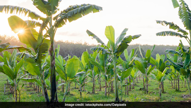 Cooking With Banana Stem: South Indian Recipes Packed With The Goodness Of Banana Stem