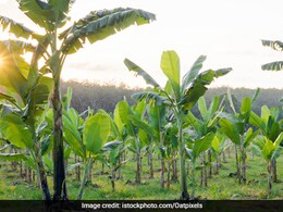 इन देवी देवताओं को केले के पत्ते पर लगाएं भोग, मिलेगी कृपा