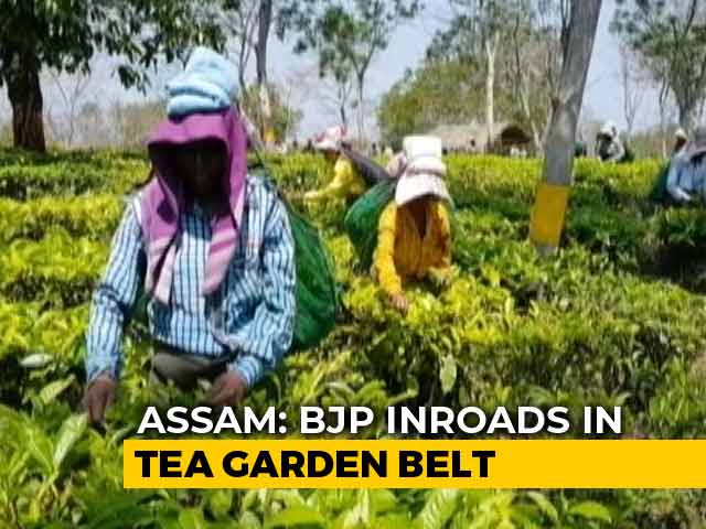 In Assam Tea Gardens Hit By Tragedy, Free Liquor May Return Before Polls