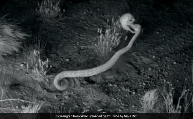 Watch: 'Ninja' Rats Kick Rattlesnakes In Head Faster Than You Can Blink