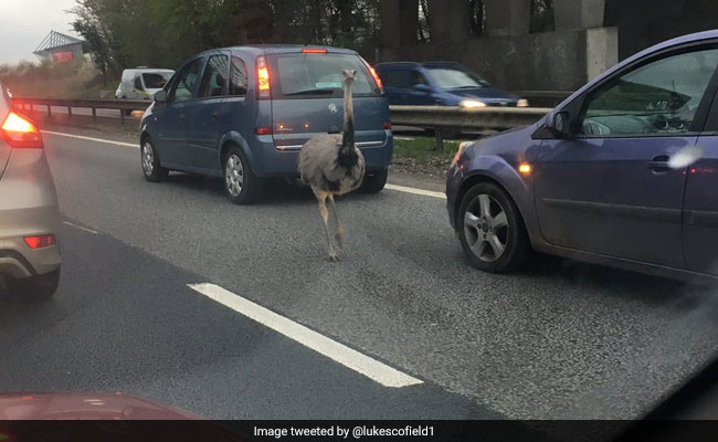 Escaped Ostrich Runs Loose, Causes Chaos During Rush Hour Traffic