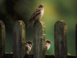 "Can't Feed Birds From Balcony," Supreme Court Tells Flat Owner "Can't Feed Birds From Balcony," Supreme Court Tells Flat Owner