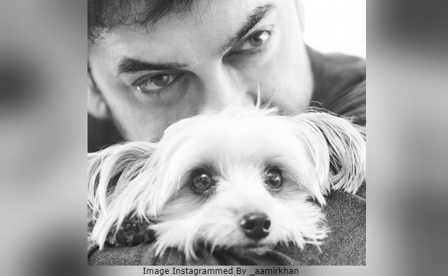 Aamir Khan's First Insta Post In A Month Is Of Himself And Adorable Pooch Imli