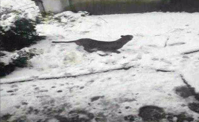 2 Leopards Stroll Through Manali Village; They Injured A Man, Killed Dogs