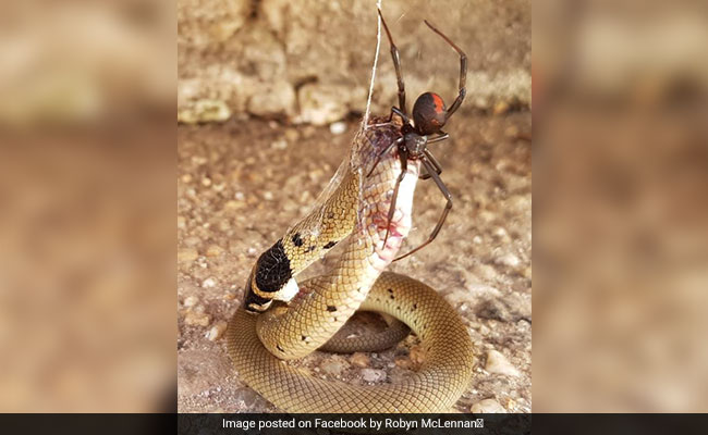 Viral Pics Show Redback Spider Battling Venomous Snake. The Winner...