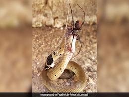 Viral Pics Show Redback Spider Battling Venomous Snake. The Winner... Viral Pics Show Redback Spider Battling Venomous Snake. The Winner...