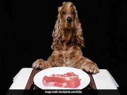 Why You Shouldn't Feed Your Pet Dogs Raw Meats Why You Shouldn't Feed Your Pet Dogs Raw Meats