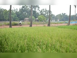 PMFBY में बड़ा बदलाव: अब जंगली जानवरों और धान जलभराव से फसल नुकसान का मिलेगा बीमा कवर, सरकार ने नई प्रक्रिया मंज़ूर की