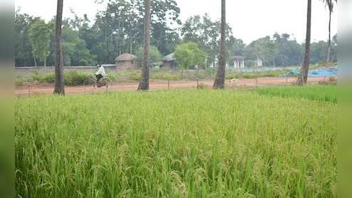 PMFBY में बड़ा बदलाव: अब जंगली जानवरों और धान जलभराव से फसल नुकसान का मिलेगा बीमा कवर, सरकार ने नई प्रक्रिया मंज़ूर की