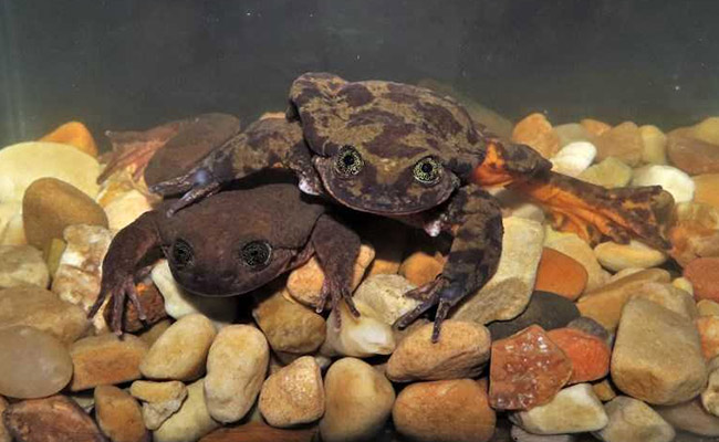 'Unfroggetable': Endangered Frogs Get Long-Awaited First Date