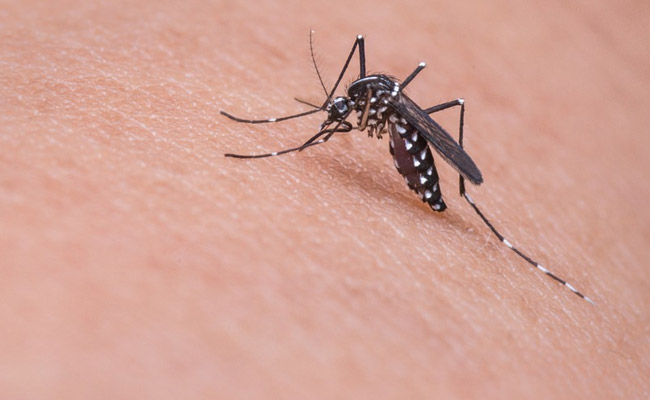 Top Medical Body's Institute Giving Special Diet To Mosquitoes. Here's Why