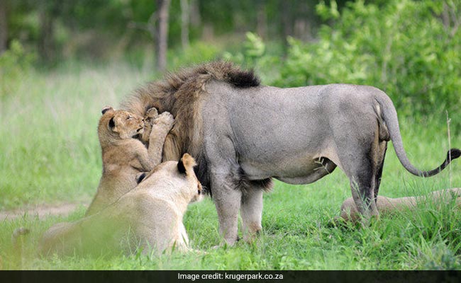 Suspected Rhino Poacher Killed By Elephant, Eaten By Lions In South Africa