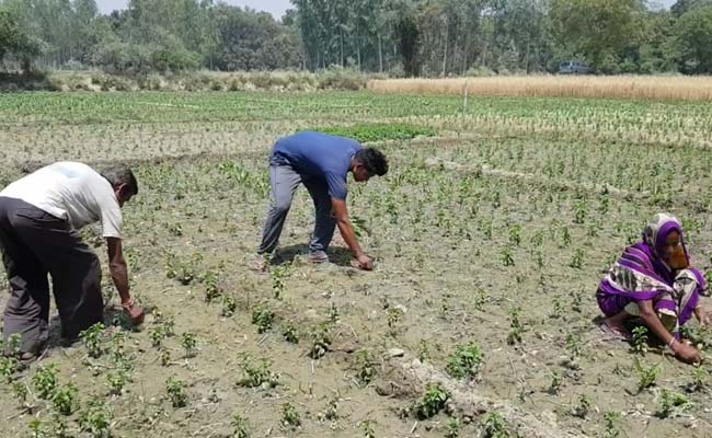 In Race To The Finish, A Clash Of PM Modi's Kisan vs Rahul Gandhi's NYAY