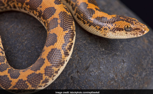 2 Arrested With Sand Boa Snakes Worth Rs. 1.2 Crore In Maharashtra