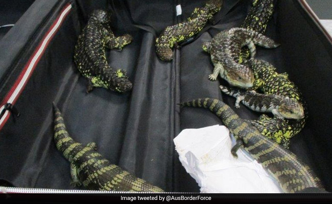 Japanese Woman Arrested For Smuggling 19 Lizards In Australia